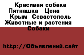 Красивая собака Пятнашка › Цена ­ 1 - Крым, Севастополь Животные и растения » Собаки   